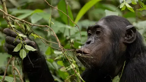 Wild Chimps Drinking an Amount Equal of an Alcoholic Beverage Daily from Overripe Produce, Research Shows